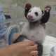 Illustration for article titled BRB, a baby panda with its hands up just slayed us with cuteness